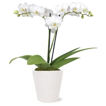 USA flowers  -   Flower Bouquet/Arrangement