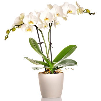 Turkmenistan flowers  -  White Orchid Flower Delivery
