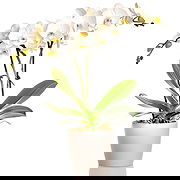 Taboshar online Florist - White Orchid Bouquet