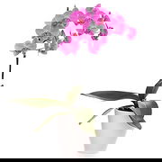 Brahin Kwiaciarnia online - Różowa Orchidea Bukiet