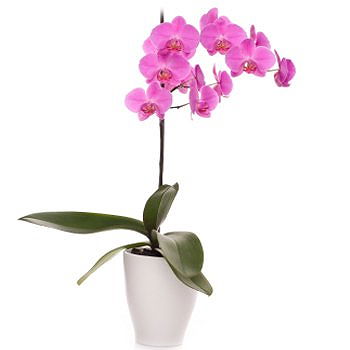Gedziai flowers  -  Pink Orchid Flower Delivery