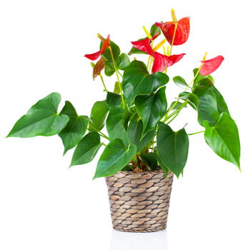 Yehud-Monosson, Israel Online Florist - Anthurium växt Bukett