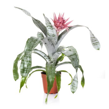 Yehud-Monosson, Israel Online Florist - Aechmea växt Bukett