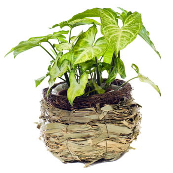 Yehud-Monosson, Israel Online Florist - Syngonium växt Bukett