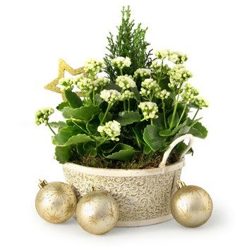 Turkmenistan flowers  -  Winter Garden Flower Delivery