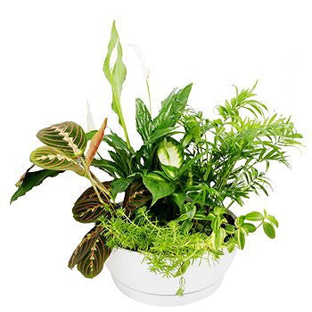 Gedziai flowers  -  A Study In Green Flower Delivery