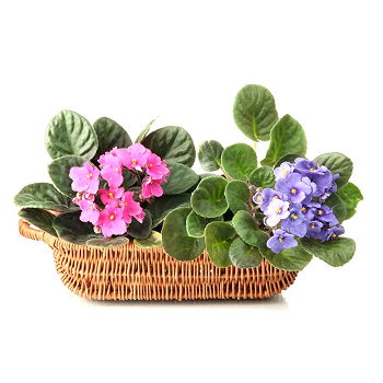 Gedziai flowers  -  You are Turning Violet Flower Delivery