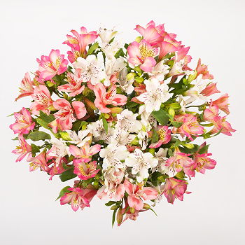 Gedziai flowers  -  Tender Moments Flower Delivery