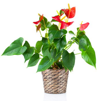 Dominica flowers  -  Anturium in a Planter Flower Delivery