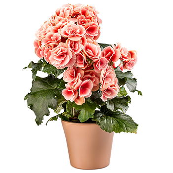 Caicara de Maturin flowers  -  Azalea in a Planter Flower Delivery
