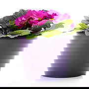 Tsumeb Fleuriste en ligne - Plante à fleurs personnalisée Bouquet