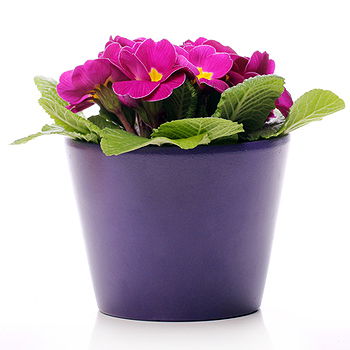 Caicara de Maturin flowers  -  Custom Blooming Plant Flower Delivery