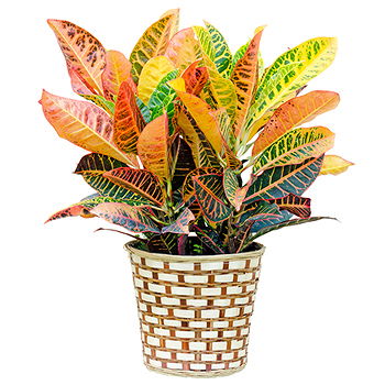 Caicara de Maturin flowers  -  Custom Green Plant Flower Delivery