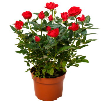 Cayman Islands flowers  -  Mini-Rose in a Planter Flower Delivery