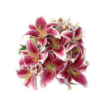 Moldova flowers  -  Asian Vertigo Flower Delivery