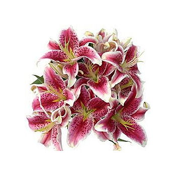 Rubizhne flowers  -  Asian Vertigo Flower Delivery