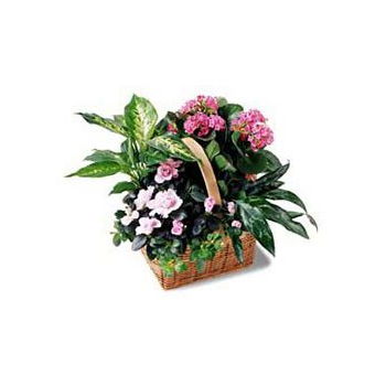 Dominica flowers  -  Pink Assortment Basket Flower Delivery