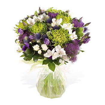 Είδος σκωτσέζικου τερριέ λουλούδια- Μωβ και πράσινη ομορφιά 