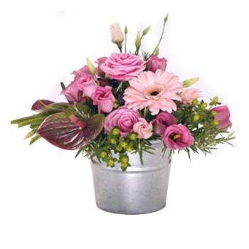 Είδος σκωτσέζικου τερριέ λουλούδια- Ροζ απόλαυση 