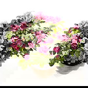 London online Florist - Azaleas in Bloom Bouquet