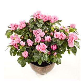 Aberdeen flori-  Buchet/aranjament floral