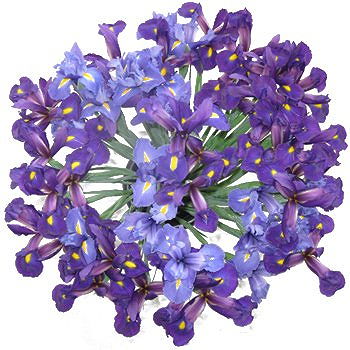 Caicara de Maturin flowers  -  Iris Explosion Bouquet Flower Delivery