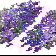 ロンドン オンライン花屋 - アイリスエクスプロージョンブーケ 花束