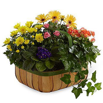 USA, United States flowers  -  Blossoming Basket Baskets Delivery