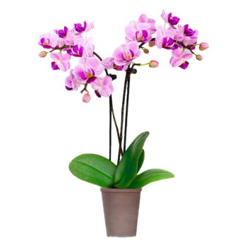 Jamaica, United States flowers  -  Mini Orchid Baskets Delivery