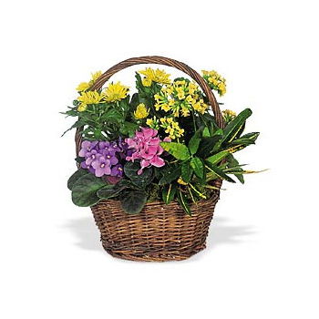 Thessaloníki flowers  -  Bountiful Garden Flower Basket