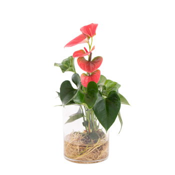 Mississauga flowers  -  Single Flamingo Flower