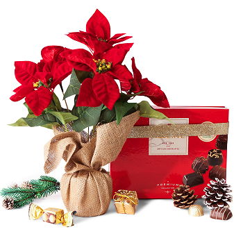United Kingdom flowers  -  Poinsettia Plant and Holiday Chocolates Flower Delivery