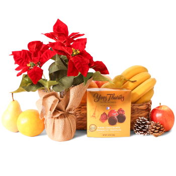 Manchester flowers  -  Fruity Poinsettia And Chocolates
