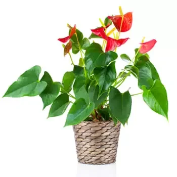 Dedinka blomster- Anturium i en planter Blomst Levering