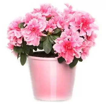 French Polynesia flowers  -  Azalea in a Planter  Delivery