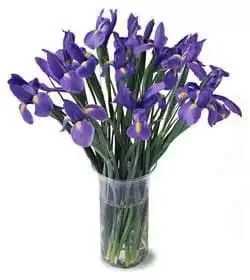 Paltan flowers  -  Bunch of Irises Flower Delivery