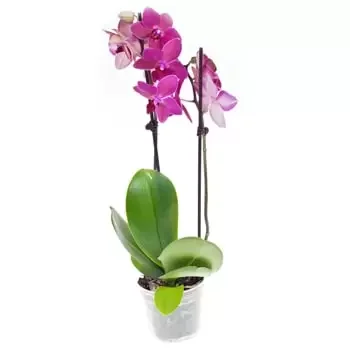 Buciumeni-virágok- Korall orchidea Virág Szállítás