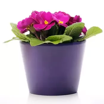 Mongolia flowers  -  Custom Blooming Plants Baskets Delivery
