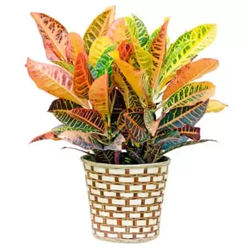 Sri Lanka flowers  -  Custom Green Plant Baskets Delivery