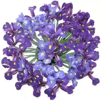 Italy flowers  -  Iris Explosion Bouquet Baskets Delivery