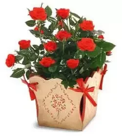 Iсlamabad cveжe- Mini-ruža u сadilici Cvet Dostava