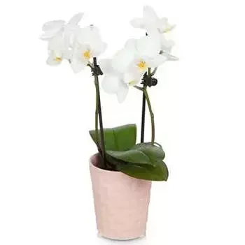 Houston Blumen Florist- Heben Sie mich Orchidee auf Bouquet/Blumenschmuck