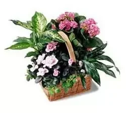 Kanagawa bunga- Bakul Assortment Pink Sejambak/gubahan bunga