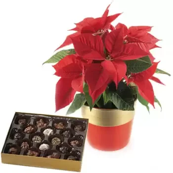 Bradford květiny- Poinsettia Plant and Holiday Chocolates Květ Dodávka