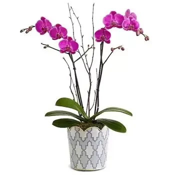 Оукланд цветя- Прекрасна жива орхидея Букет/договореност цвете
