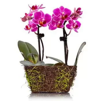 flores Charlotte floristeria -  Mini Orquídea Ramo de flores/arreglo floral