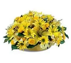 Финшафен Урбан цветя- Жълта мелодия Цвете Доставка