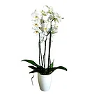 Portugal flowers  -  Multicolor Arrangement Flower Bouquet/Arrangement