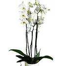 Portugal flowers  -  Multicolor Arrangement Flower Bouquet/Arrangement