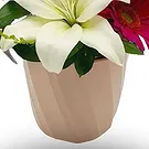 Hatem flowers  -  Soft Combo Flower Bouquet/Arrangement